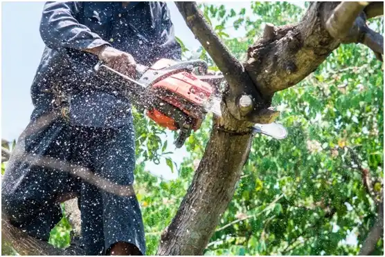 tree services Paoli